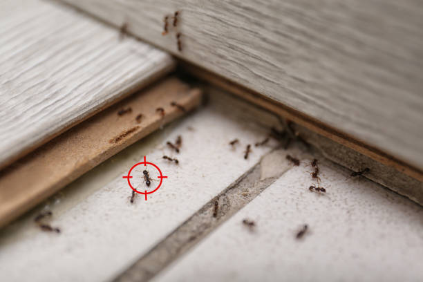 Pest Control Cost in Ness City, KS