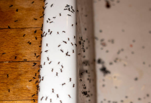 Best Pest Removal Services  in Ness City, KS
